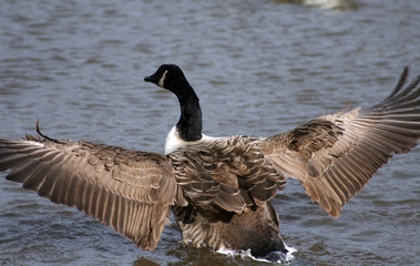 Canadian Goose spreading wings in a lake