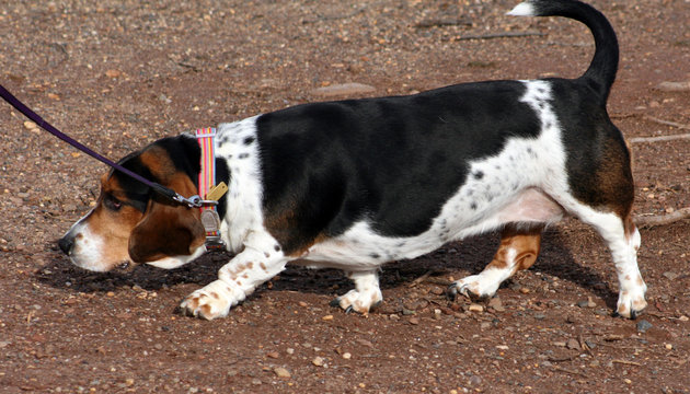 Dog sniffing ground