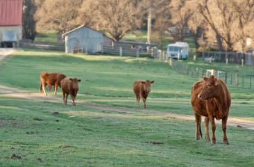 cows in the field