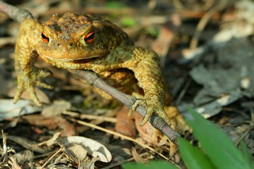 Frog – toad in the sun