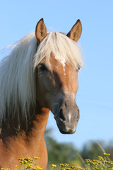 Pferd - Haflinger