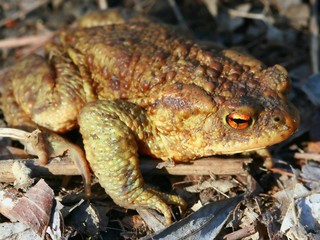 Frog – toad in the sun