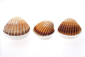 Sea shells on a white background