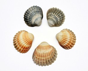 Bunch of exotic seashells, isolated on white