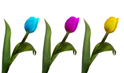 3 tulips as the CMY color system