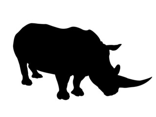 Rhino
