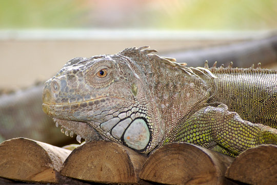 iguan