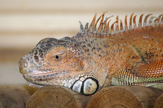 iguan