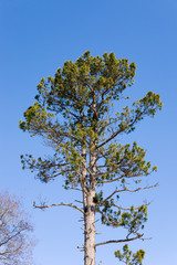 Cedar tree close up