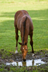 Fototapeta premium Fohlen
