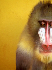 mandrill monkey portrait on the yellow background