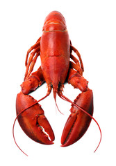 whole red lobster isolated on white background