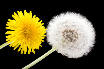 dandelion flower and seeds