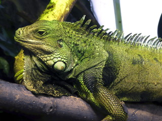Iguana resting under artificial light