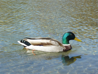 Ente am Karlsplatz