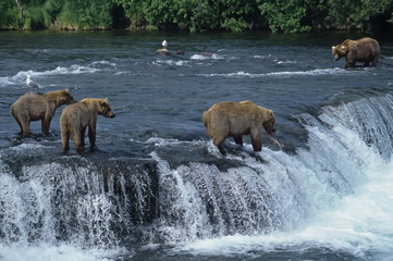 Female grizzly with her cubs at waterfall,big male approaching.