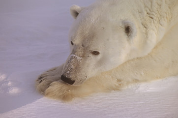 Obraz na płótnie Canvas Polar bear head shot