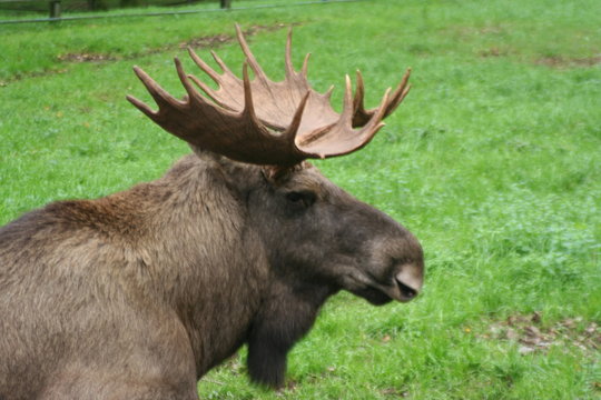 Elchbulle