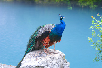 peacock