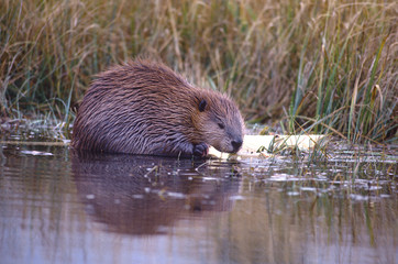 Beaver