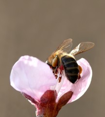 Bee in bloom