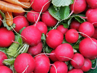 Raphanus sativus subsp. sativus - Radieschen