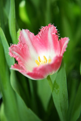 Fototapeta premium Pink and White Flower