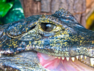 Fototapeta premium alligator eye close-up