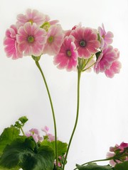 primrose pink flowers