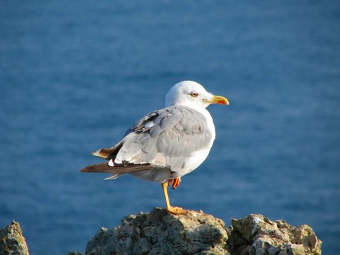 Seagull sitting on the cliff