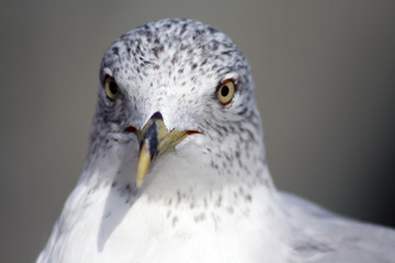 Seagull Closeup looking  straight © Sujit Mahapatra