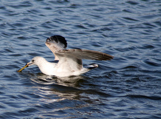 Seagull carrying a stick in water © Sujit Mahapatra