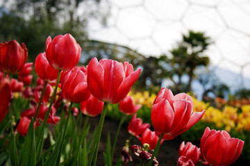 Eden Project Tulips