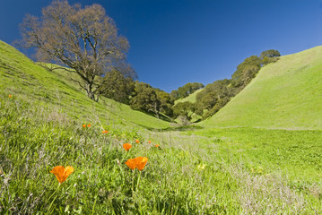 California in spring