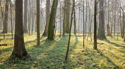 Springtime at old natural forest with fresh floral bed
