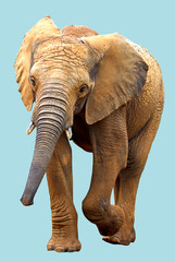 Fototapeta na wymiar Wycinek Słoń afrykański