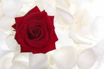 red rose in white roses petals