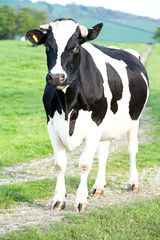 Cow in the road