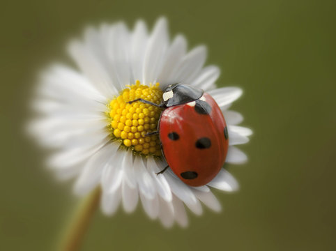 Marienk&auml;fer