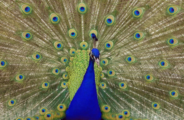 Obraz premium peacock