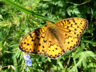papillon moyen nacré argynnis adippe