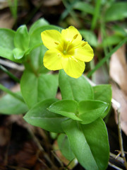 Lysimaque des bois