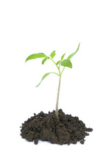 new life