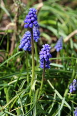 blaue Traubenhyazinthe