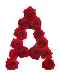 Alphabet series roses letter A