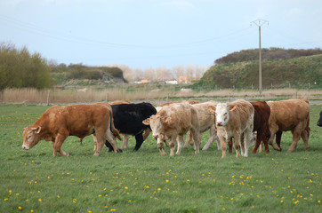 vaches en normandie