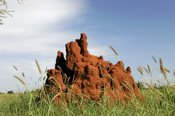 46 Termite Mound in Africa