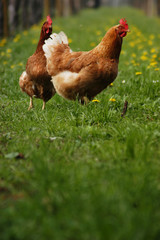 Galline
