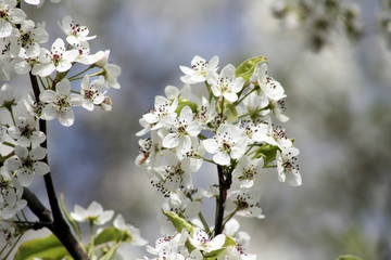 cherry blossom  in edison