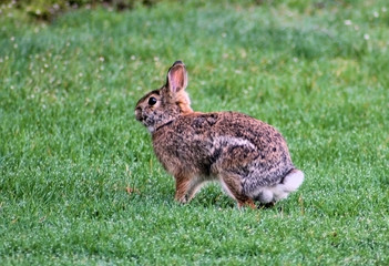 Rabbit sitting on grass